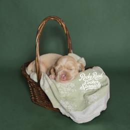 Sunny - Buff male Cocker Spaniel puppy in Nashville, Arkansas from Rocky Road Puppies
