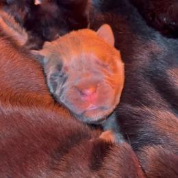 Cane Corso Puppies from Venom Cane Corsos