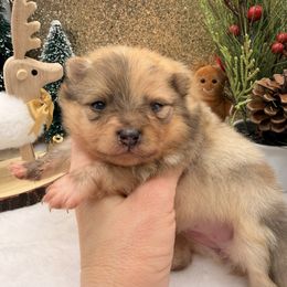 Twilight Sparkle - Chocolate merle female Pomeranian puppy in Gilroy, California from Belt Fed Kennels