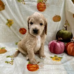Fern - Apricot female Goldendoodle puppy in Salem, Oregon from Capital Doodles