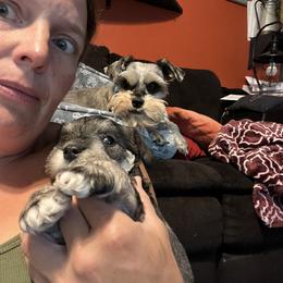 Miniature Schnauzer Puppies from Chantel's Miniature Schnauzers