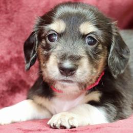 Glory (Pink Band) - Piebald female Dachshund puppy in Raleigh, North Carolina from McLovin Doxies