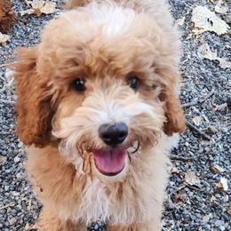 Micro-mini Leaf - Apricot male Labradoodle puppy in Los Molinos Ca, California from Sunshine Sanctuary Doodles