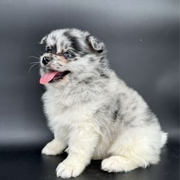 Black collar - Blue merle male Pomeranian puppy in Meridian, Idaho from Idaho_poms