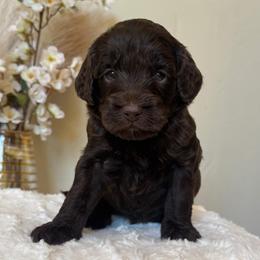 Brownie - Chocolate female Goldendoodle puppy in Caldwell, Idaho from Leila Pearson