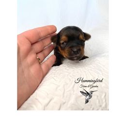 Yorkshire Terrier Puppies from Hummingbird Farm & Gardens