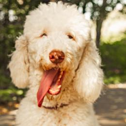 Flora - Sheepadoodle