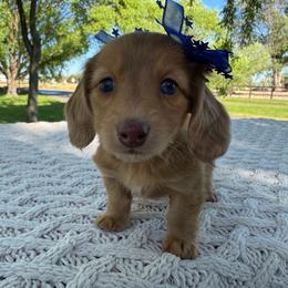 Honeysuckle - Red female Dachshund puppy in Ontario, Oregon from Get A Long Little Doggie