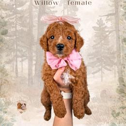 Willow - Red  female Goldendoodle puppy in Canton, Georgia from Teddy Puppies