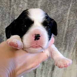 Brigid - Black and white female Cavalier King Charles Spaniel puppy in Stilwell, Oklahoma from Love Bug Cavaliers