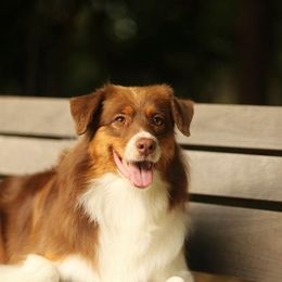 Australian Shepherd All Grown Up from Rainyday Australian Shepherds