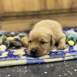 Baby Boy 2 (Yellow-Red) - Yellow male Labrador Retriever puppy in Chatfield, Minnesota from Terranova Retrievers