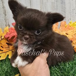 Jalapeno - Chocolate and white male Chihuahua puppy in Bowdon, Georgia from Paschal's Pups