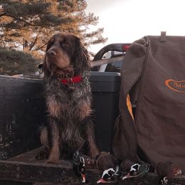 Copper - English Springer Spaniel