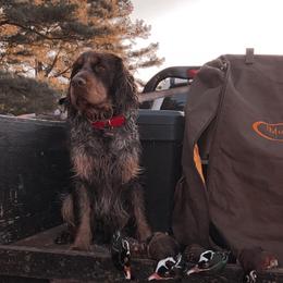Copper - English Springer Spaniel