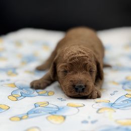 Ryan - Red  male Goldendoodle puppy in Loveland, Colorado from Littledoodles2love