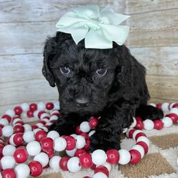 Molly - Black female Goldendoodle puppy in Litchfield, Connecticut from Gracie Doodles CT