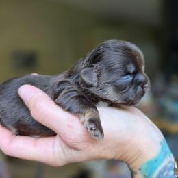 Jordan - Chocolate and tan male Shih Tzu puppy in Lancaster, Ohio from Wandering Tzu