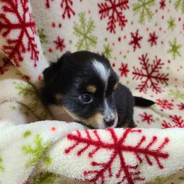 Toy Australian Shepherd Puppies from Beasley Acres Aussies
