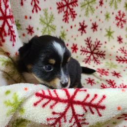 Toy Australian Shepherd Puppies from Beasley Acres Aussies