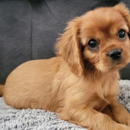Cavalier King Charles Spaniels from Pleasant Valley Cavaliers