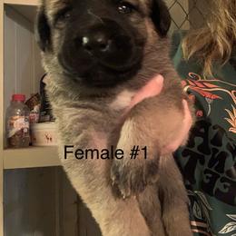 Female 1 - Fawn female Anatolian Shepherd Dog puppy in Daggett, Michigan from T&S Anatolians