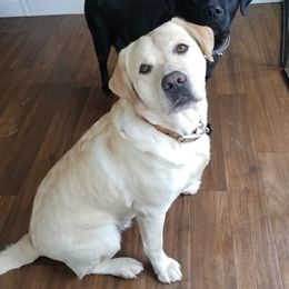 Vi - Labrador Retriever