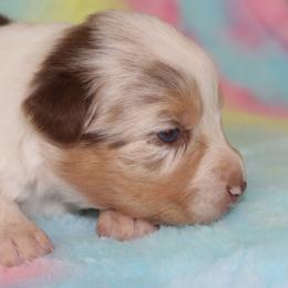 MariBelle - Red merle female Australian Shepherd puppy in Granville, Ohio from River Trails Aussies