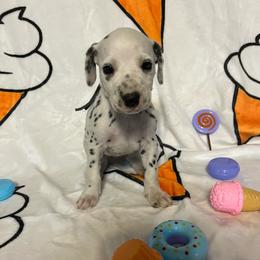 Rocky Road- Periwinkle- HUA - White and black female Dalmatian puppy in Claremore, Oklahoma from Lotsofdots Dalmatians