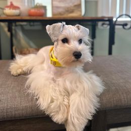 Lexi - Miniature Schnauzer