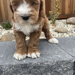 Australian Labradoodle and Goldendoodle Puppies from The Moon Doodles