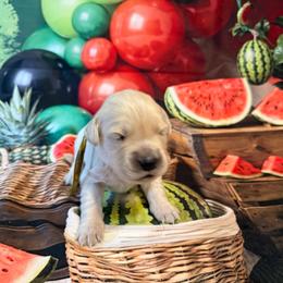 Girl 2 (Canon) (yellow collar) - Light golden female Golden Retriever puppy in Hubbard, Ohio from Whickering Pines Golden Retrievers