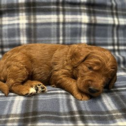 Red - Red  male Goldendoodle puppy in Fayetteville, Arkansas from Mountain Grove Doodles