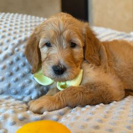 Sweetie - Apricot female Goldendoodle puppy in Hollywood, Florida from Royal Goldendoodle