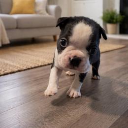 Jasper - Black and white male Boston Terrier puppy in Kentucky from Graceful Paws