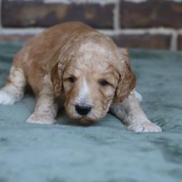 Rune - Apricot male Goldendoodle puppy in Macclenny, Florida from Baker County Goldendoodles