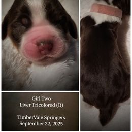 Girl 2 - female English Springer Spaniel puppy in Silverdale, Washington from TimberVale Springers