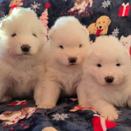 Samoyed puppies from ArticCross Samoyeds