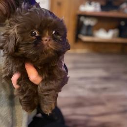 Nutmeg - Chocolate female Shih Tzu puppy in Running Springs, California from Amanda's Shih Tzus