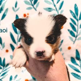 Illaoi - Black and tan female American Corgi puppy in Fitzhugh, Oklahoma from Elmiphyr Corgis