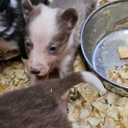 Lilac male 2 - Lilac male Border Collie puppy in Paige, Texas from 3D Mini Dachounds