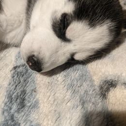 Siberian Husky Puppies from Tranton Kennels