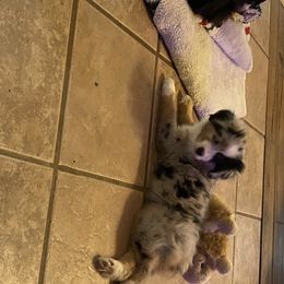 Miniature Australian Shepherd Puppies from Diamond R Aussies
