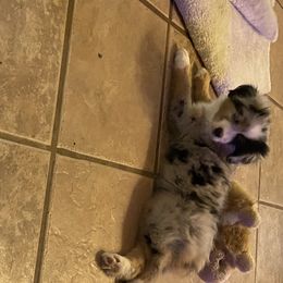 Miniature Australian Shepherd Puppies from Diamond R Aussies