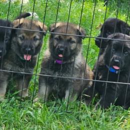 German Shepherd Puppies from Von Thomson Haus