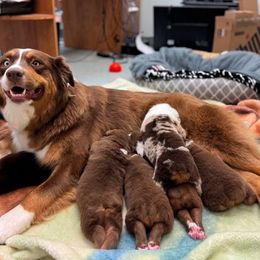 Australian Shepherd puppies from Myers Farm Aussies