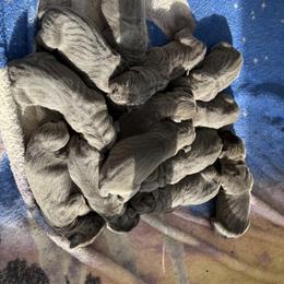 Cane Corso Puppies from A&B kennel