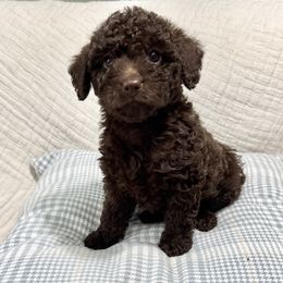 Rosie Anne - Labradoodle puppy from Adonai Ra'ah Farms