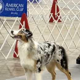 Australian Shepherds from Relic