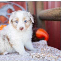 Ridley - Red Merle Male - Red merle male Australian Shepherd puppy in Red Bud, Illinois from Authentic Aussies